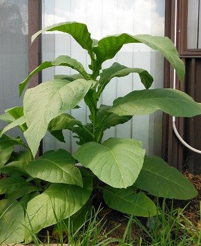 Silk Leaf Tobacco Plant